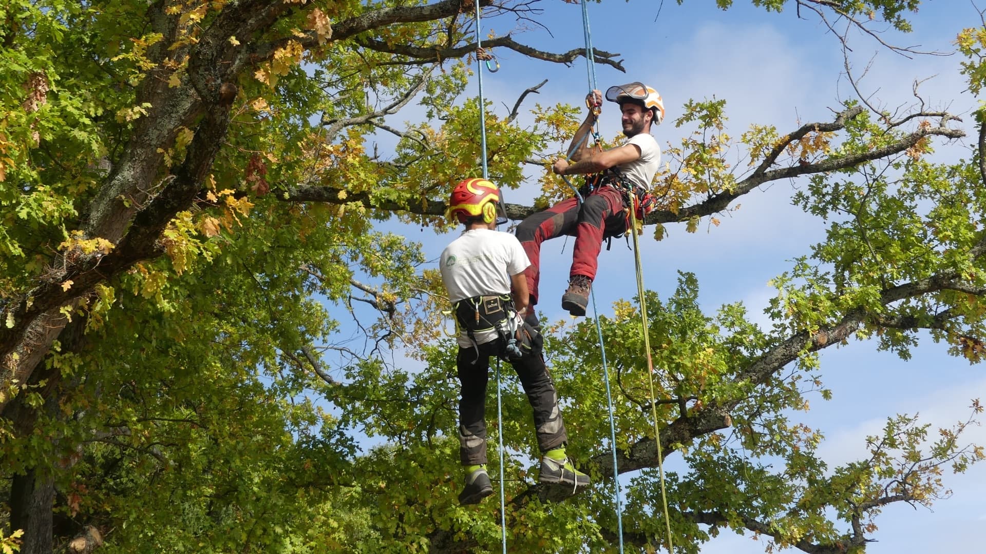 Grimpeur élagueur certifié en intervention acrobatique à Cucuron