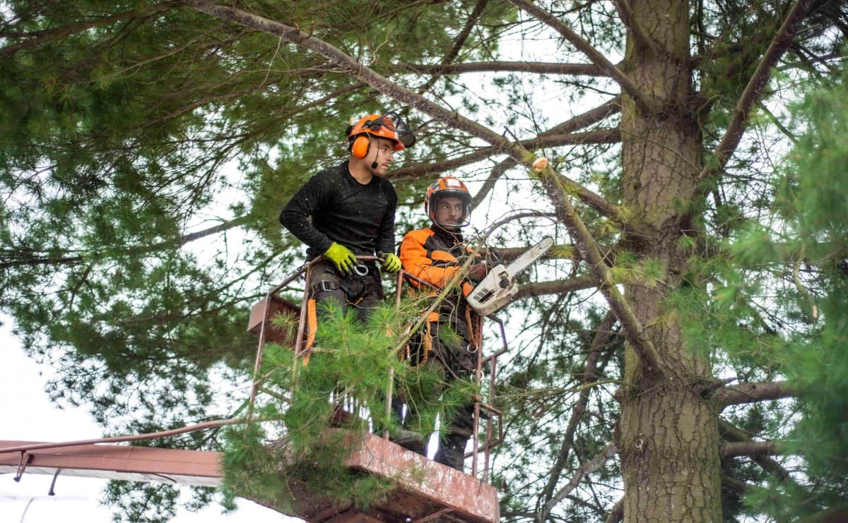 Élagage en hauteur par nacelle élévatrice à Beynost