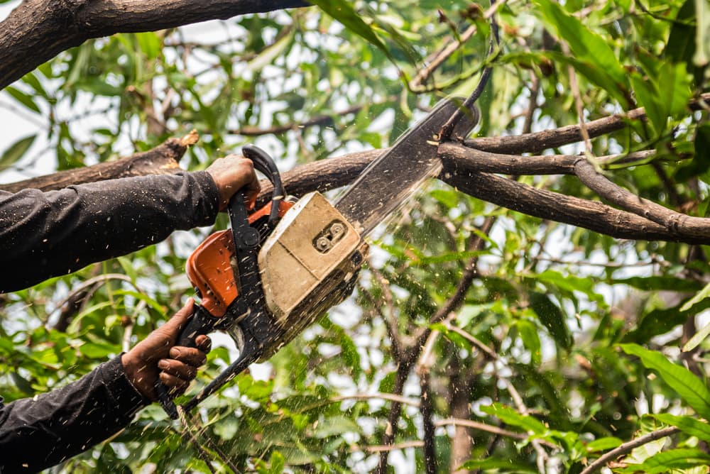 Service professionnel d'élagage à Beynost - Taille, abattage et entretien d'arbres