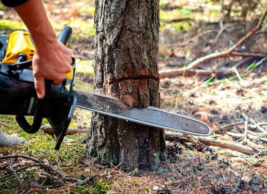 Abattage d'arbres à Pibrac (31820) - Service professionnel d'élagage et d'abattage