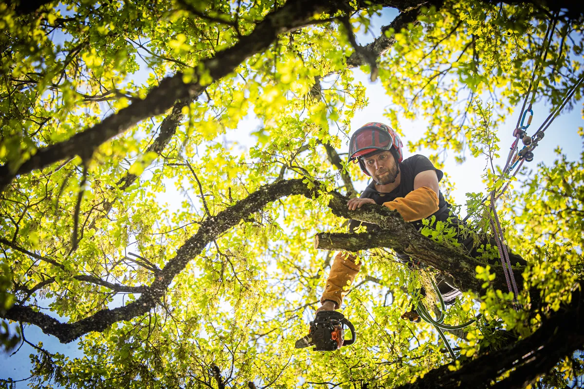 Élagueur professionnel AF Élagage Var intervenant sur arbres à Pibrac - Élagage et abattage certifié